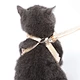 Dog Harness Leash Set With Bowknot