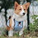 Dog Belly Cover