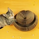 Magic Organ Cat Scratch