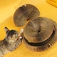 Magic Organ Cat Scratch