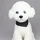 Dot Printing Dog Collar