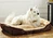 Washable puppy bed