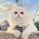 Dog Harness Leash Set