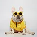 Ropa inspirada en deportes para mascotas