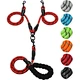 how to train your dog to walk on a leash