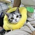 Pet recovery collar