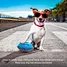 perpetual pets toy
