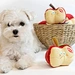 Apple shape cute soft  Dog Toy