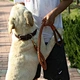 hands free dog leashes