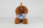 dog T-shirt