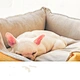 Plush Warm Washable Pet Bed