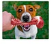 Dog Bones Long Lasting Interactive Durable Toys