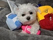 Hide And Seek Sniffing Plush Dog Toy