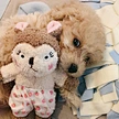 Rabbit Squirrel Sleep Accompany Pet Toys