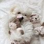 Rabbit Squirrel Sleep Accompany Pet Toys