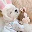 Rabbit Squirrel Sleep Accompany Pet Toys