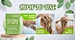 shampoo bars